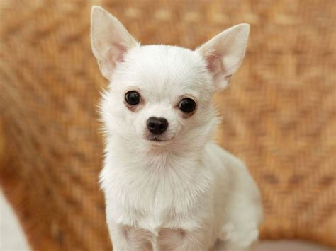 Chihuahua Breed Guide - Learn about the Chihuahua.