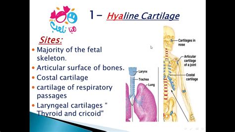 2020 Histology of cartilage part 1: hyaline cartilage - YouTube