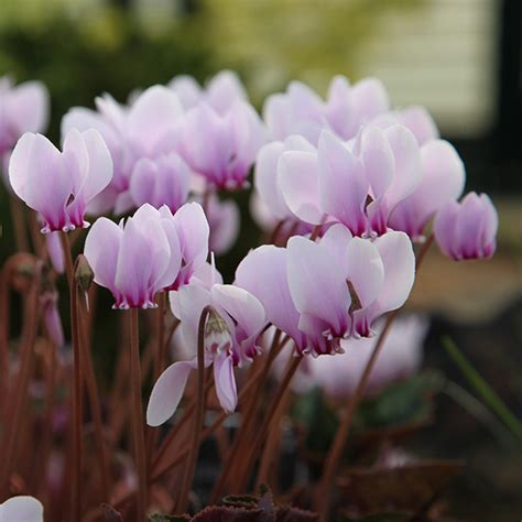 Buy cyclamen bulb (syn. Neapolitanum) Cyclamen hederifolium: Delivery ...