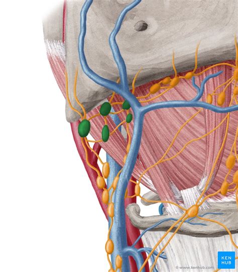 Submandibular triangle: Anatomy and clinical notes | Kenhub