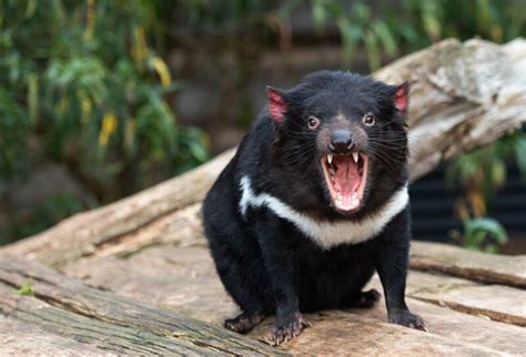 Best Places to See Tasmanian Devils