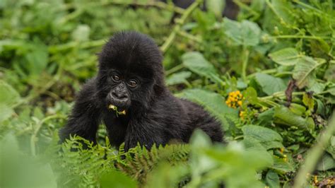 Infant mountain gorillas receive their names at Kwita Izina - Dian ...