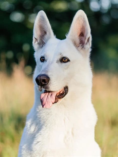 White Dog German Shepherd | atelier-yuwa.ciao.jp