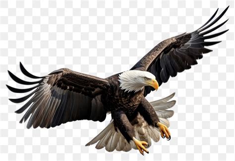 Eagle Images | Free Photos, PNG Stickers, Wallpapers & Backgrounds ...