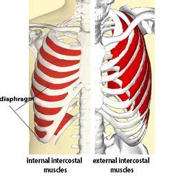 Intercostal Muscle Strain - Physiopedia