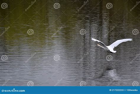 Flying Swan stock image. Image of beautiful, white, elegant - 217222233