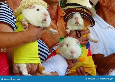 Guinea Pigs in Traditional Clothes of Peru, Bolivia and Columbia Stock ...