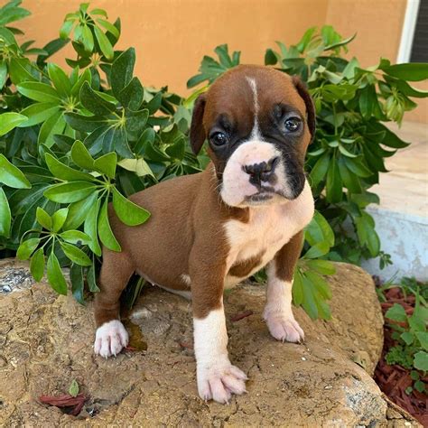 baby boxers puppies for sale/boxer puppies for sale