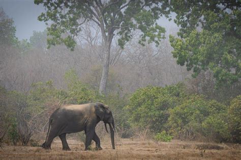 15 Wild Animals in Ghana [Wildlife in Ghana] - Kevmrc