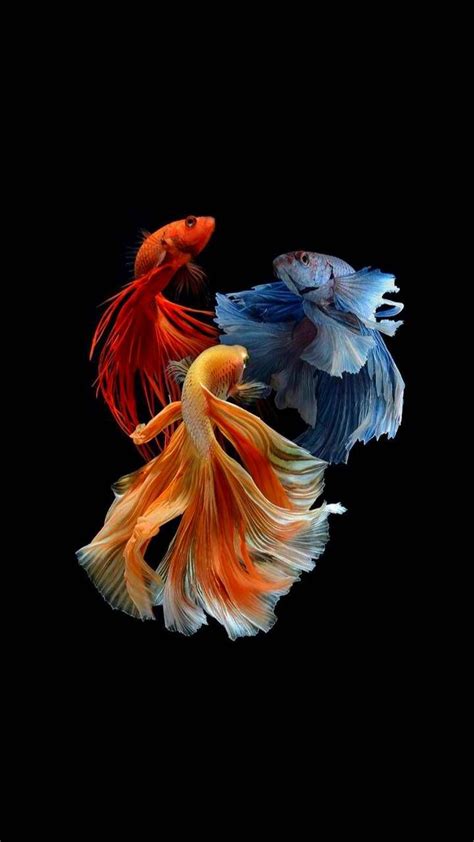 Fishes wallpaper by georgekev - Download on ZEDGE™ | de50 | Bakgrunner