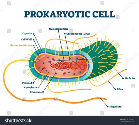 Unlabeled Prokaryotic Cell