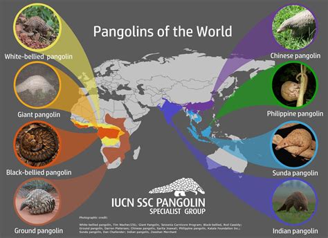 Hey! It’s almost World Pangolin Day – Mongabay Kids