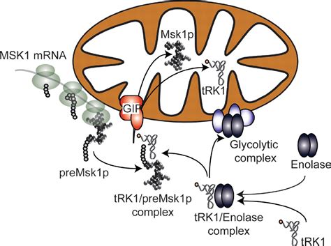 Glycolytic Enzyme Enolase Function at Dorothy Mercedes blog