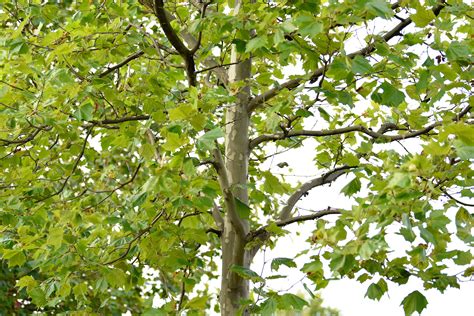 How to Grow and Care for a Sycamore Tree