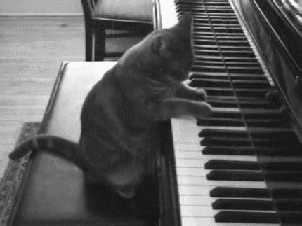 piano cat gifs | WiffleGif