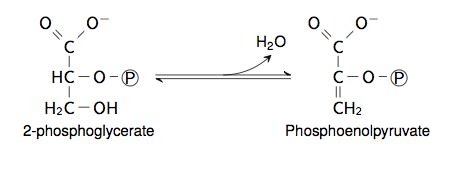 Enolase enzyme mechanism steps Flashcards | Quizlet