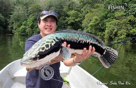 Fly Fishing Wild Toman (giant snakehead) - Sport Fishing Asia