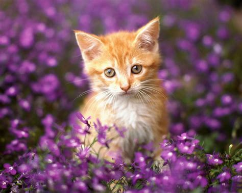 Strictly Wallpaper: Wallpapers For Cat Lovers 5