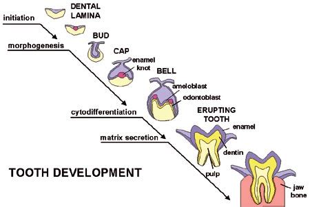 How to build a tooth? Developmental biology is revealing the ...