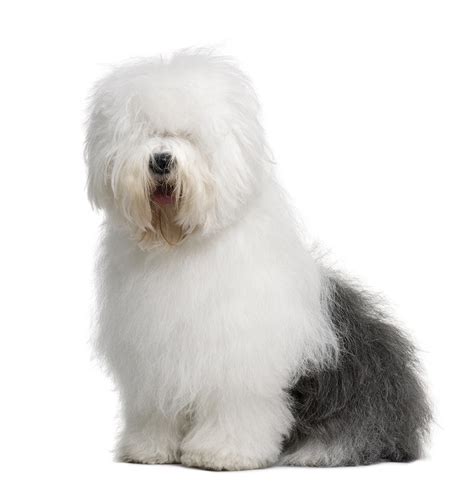 Old English Sheepdog Breed Guide | Petbarn