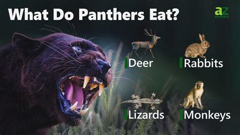 What Do Panthers Eat? 15 Animals They Hunt For Food - IMP WORLD