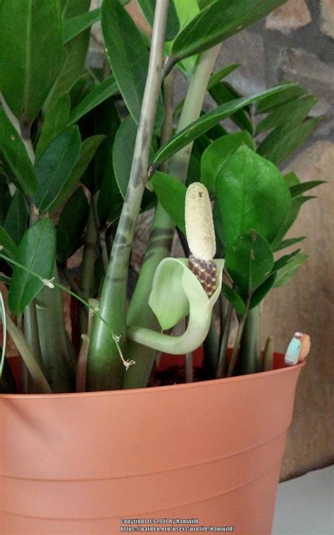 Photo of the bloom of ZZ Plant (Zamioculcas zamiifolia) posted by ...