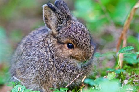 Baby Snowshoe Hare great for Baby's Room Easter Spring - Etsy