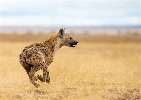 33 Wild Spotted Hyena Facts (Crocuta crocuta) Diet, Cubs ...