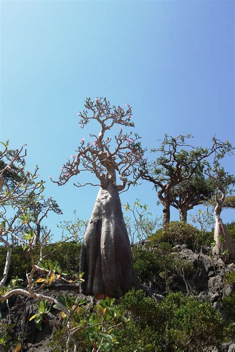 Travel to Socotra island, Yemen by Zubi Travel