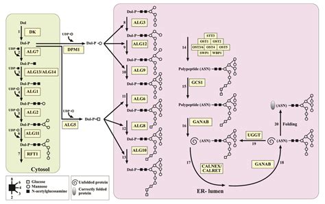 IJMS | Free Full-Text | Genes Involved in the Endoplasmic Reticulum N ...