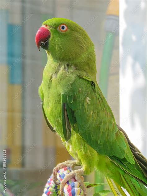 Indian ringneck parakeet. Green parrot with red beak.They are sexually ...