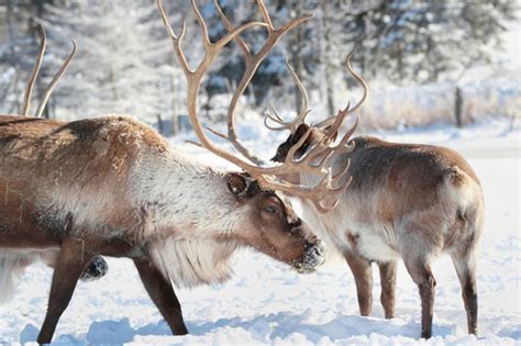 Are Reindeer and Caribou the Same Animals? – Your Connection to Wildlife