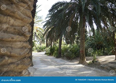 Date palm stock image. Image of africa, date, oasis, fruits - 74364249