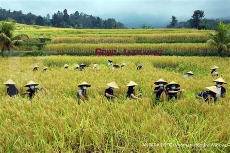 Mulai masuk masa panen padi, pemerintah diminta serap beras petani