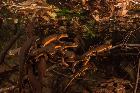 In a Changing World, a Biologist Documents the Newt Normal