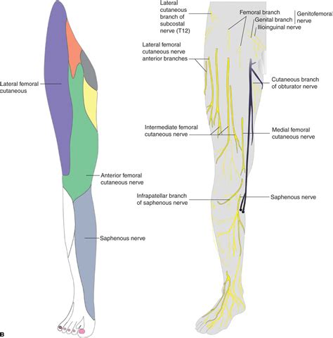 Lateral Femoral Cutaneous Nerve Anatomy Function And Diagram Body Maps ...