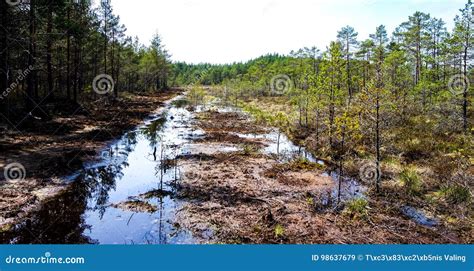 Restoration of Bog Ecosystem Stock Image - Image of biology, park: 98637679