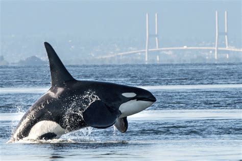 Orca - our endangered killer whales • Georgia Strait AllianceGeorgia ...