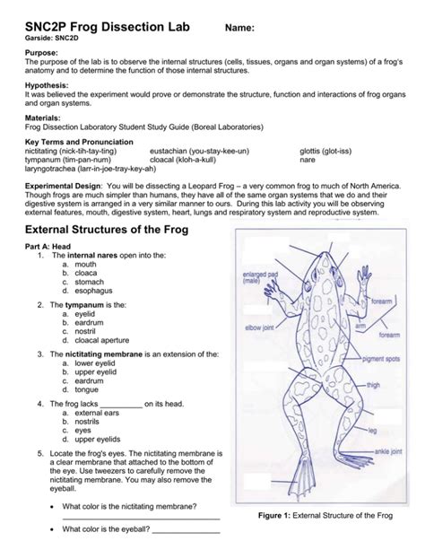 Free virtual frog dissection lab - bandlasopa