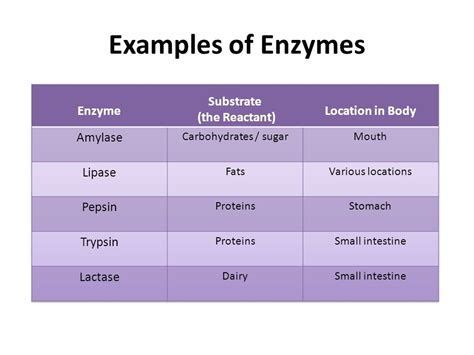 6 Types Of Enzymes