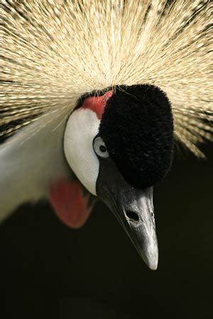 Grey crowned crane | The Animal Facts