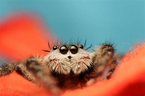 3840x2538 jumping spider 4k images free download | Jumping spider ...