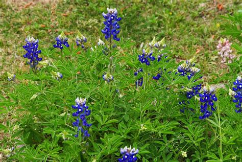 Gardening With Nature: Wildflower Wednesday...er, Thursday