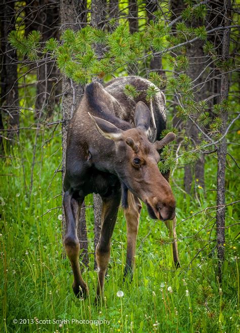 Rocky Mountain Moose | Colorado Wildlife Photography | Scott Smith ...