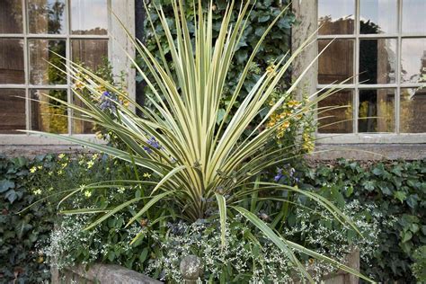 How to Grow and Care for New Zealand Flax