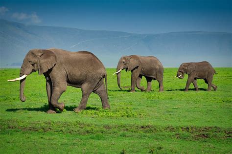 What To Expect On A Ngorongoro Crater Safari: Ultimate Guide