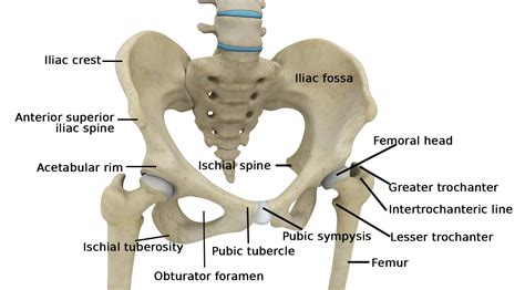 Hip Joint Muscles Diagram / Hip | definition of hip by Medical ...