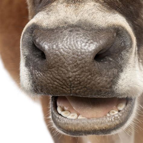 Do Cows Have Teeth On The Top - TeethWalls