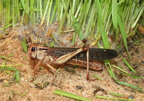 Locusta - Wikispecies