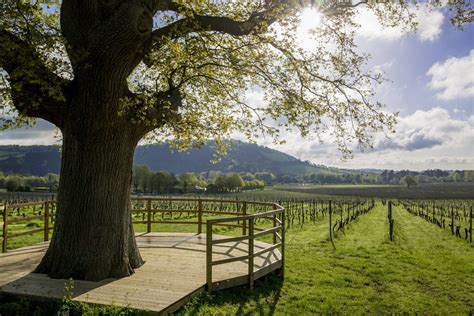 Denbies Vineyard | Wedding Venue in Surrey | For Better For Worse